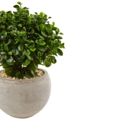 Artificial Plant Shop -Artificial Plant Shop GUEST fdcc3518 f763 4ce6 b643 c87ab888dcc5
