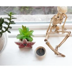 Silver Buffalo Stranger Things Demogorgon 3-Inch Ceramic Mini Planter With Artificial Succulent 10 Silver Buffalo Stranger Things Demogorgon 3-Inch Ceramic Mini Planter With Artificial Succulent -Artificial Plant Shop GUEST ffc31be2 c54f 4312 a3d6 aec45bb7f651